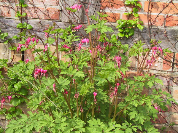 Bauerngarten-Pflanzen Dicentra spectabilis Lubera