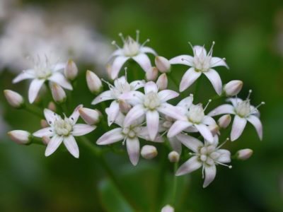 Crassula portulacea Blüte