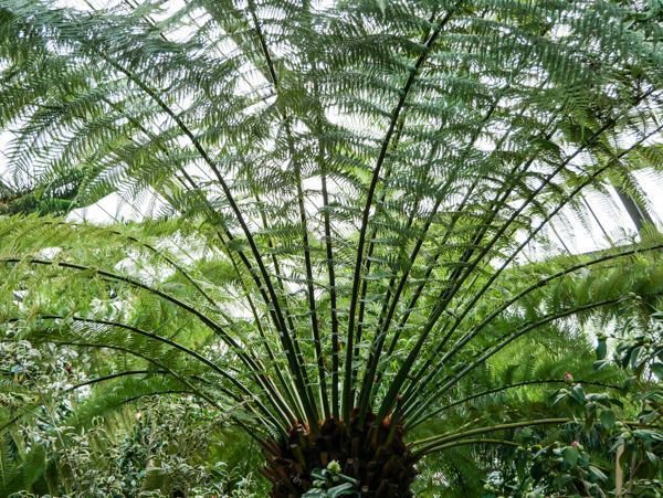 Dicksonia antarctica