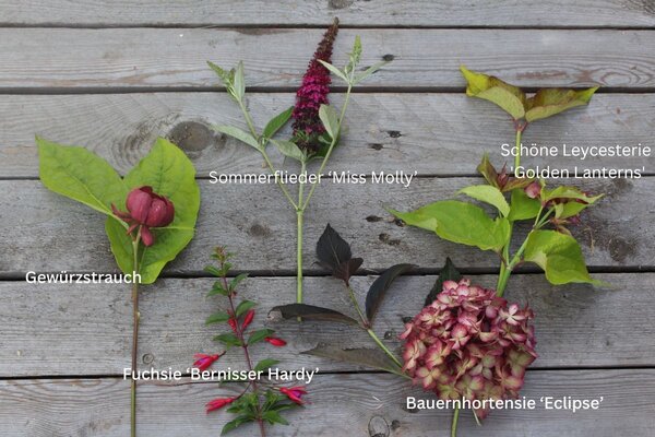 **Schne Leycesterie (Leycesteria formosa) 'Golden Lanterns'**  **Gewrzstrauch (Calycanthus floridus)**  **Fuchsie (Fuchsia magellanica) ?Bernisser Hardy?**  **Bauernhortensie (Hydrangea macrophylla) ?Eclipse?**  **Sommerflieder (Buddleja davidii) ?Miss 