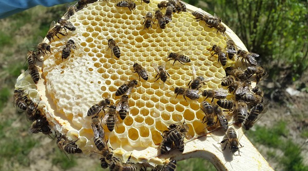 Bienenweide Bienen mit Honig