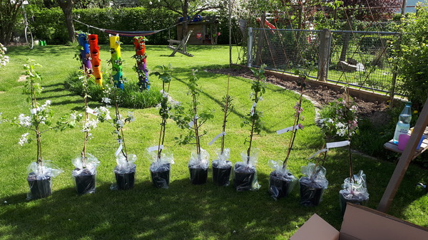 der einfache Obstbaum Easytrees Lubera