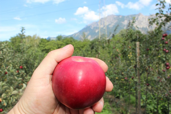 der einfache Obstbaum Easytree Paradis Julka