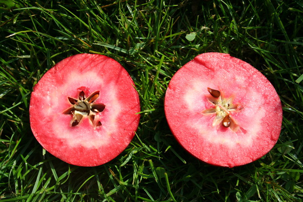 der einfache Obstbaum Redlove Era