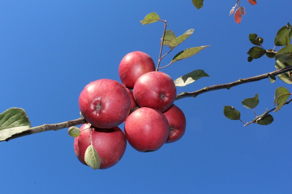 der einfache Obstbaum Redlove Odysso