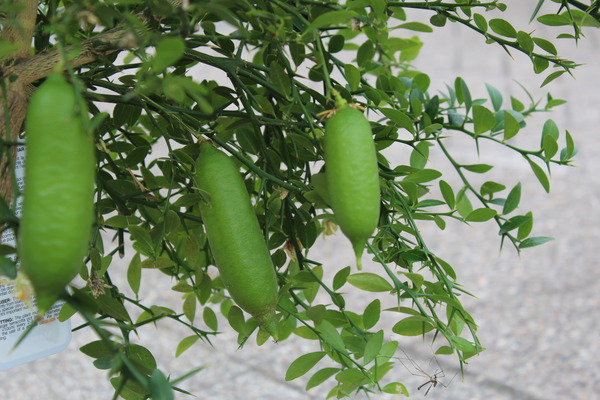 Fingerförmige Früchte einer Australischen Fingerlimette