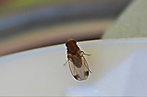 Himbeeren Schädlinge Drosophila suzukii