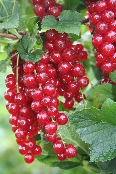 die Namen der Johannisbeere Ribest Violette