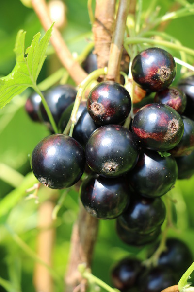 die Namen der Johannisbeere Black Marble