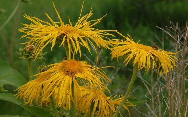 die Namen der Johannisbeere Alant inula helenium