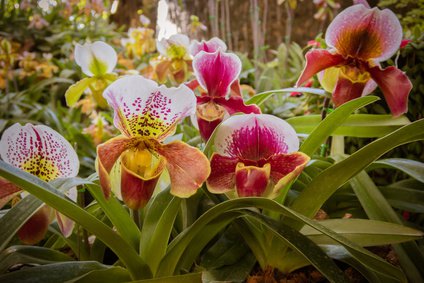 Die Pflege der Frauenschuh Orchidee Paphiopedilum gestaltet sich nicht ganz unaufwändig. Allerdings wird der Pflegeaufwand durch prachtvolle Blüten belohnt