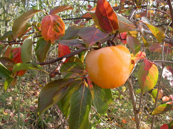 Sharonfrucht pflanzen Kaki