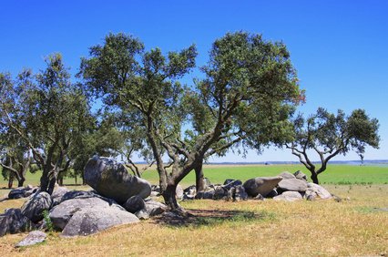 Die Steineiche (Quercus ilex) ist ein immergrner Baum, der im Mittelmeerraum beheimatet ist. Er ist nur sehr bedingt winterhart.