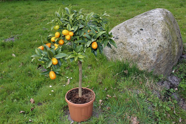 Zitronensorten ovale Kumquat