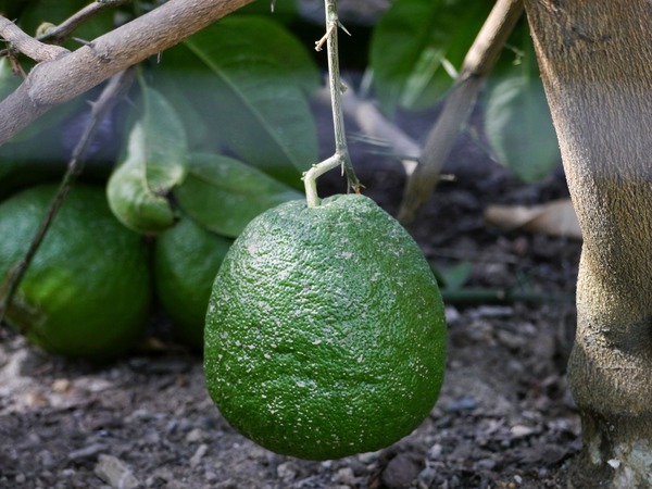 Zitronensorten Amerikanische Wunderzitrone Citrus ponderosa