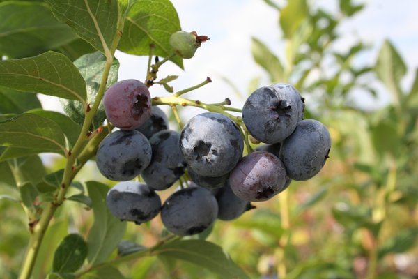 Heidelbeersorten Heidelbeere Blue Dessert Lubera