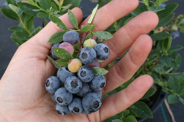 Heidelbeersorten Lowberry Heidelbeere Little Blue Wonder