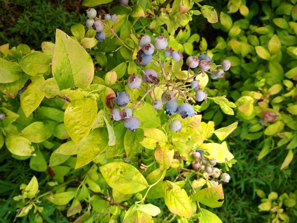 Heidelbeersorten Heidelbeere Yelloberry Blue Lubera
