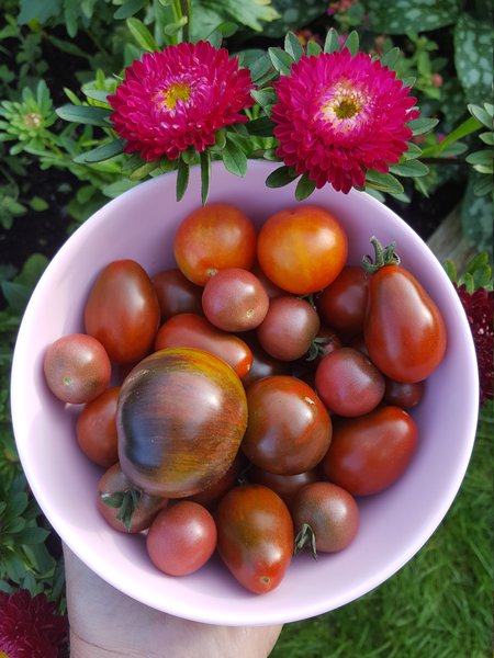 Die schnsten Tomaten der Welt Ranka Tessin