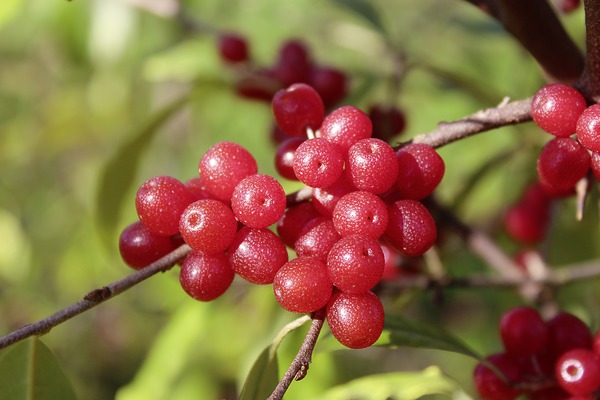 essbare Ölweide Pointilla Sweet n sour Lubera