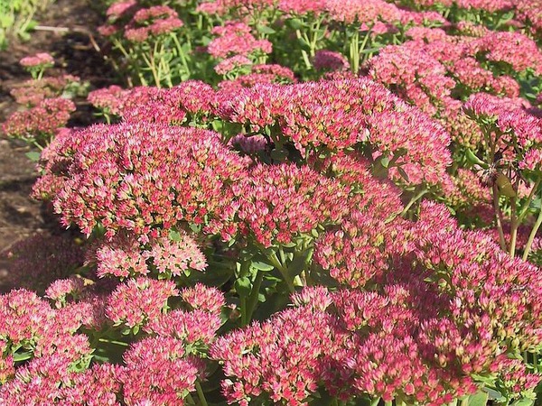 Fetthenne Herbstfreude Lubera