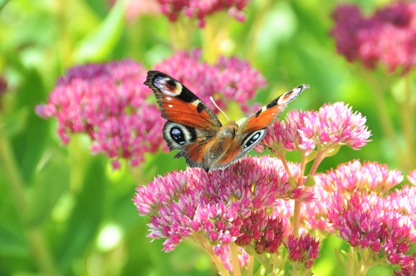 Fetthenne mit Schmetterling