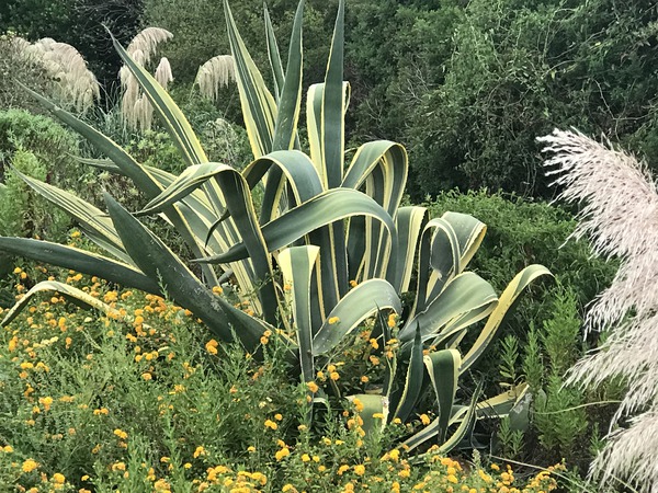 Die gelb-grne hundertjhrige Agave Lubera