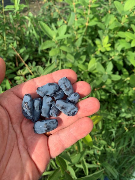 Honigbeere Erstbeere Lonicera caerulea Maibeere Lubera