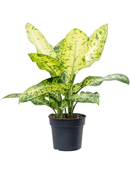 Dieffenbachia hat wunderschöne Blätter