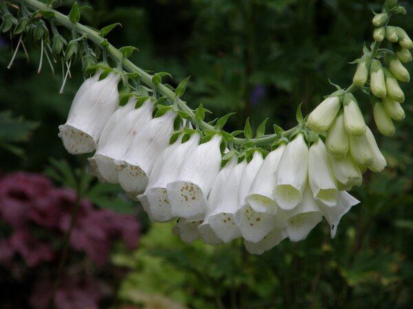 Digitalis purpurea Alba
