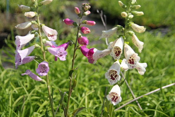 Digitalis purpurea 'Excelsior'