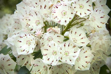 Doldenartiger Blütenstand der Lorbeerrose (Kalmia latifolia) 