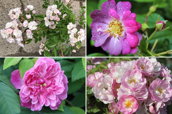 Rosen Bundle, Set, Dornröschens Sichtschutzhecke, 4 Rambler Rosen Bundle, Set, Dornröschens Sichtschutzhecke, 4 Rambler