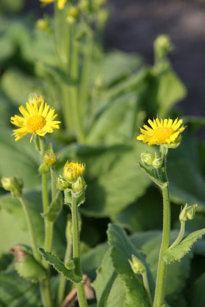 Doronicum pardalianches 'Goldstrauss'