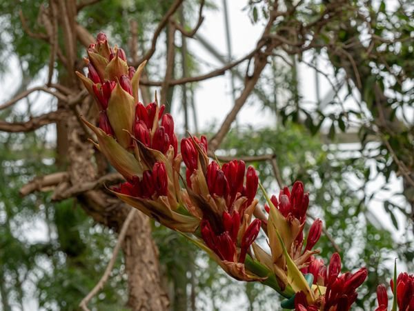 Botanischer Garten Berlin Speerblume