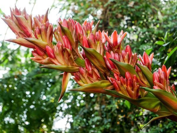 Doryanthes palmeri