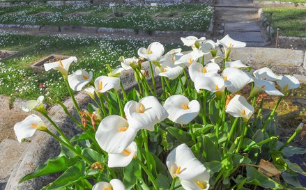 Drachenwurz (Calla) in einem Miniteich auf der Terrasse