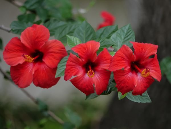 Hibiscus rosa sinensis