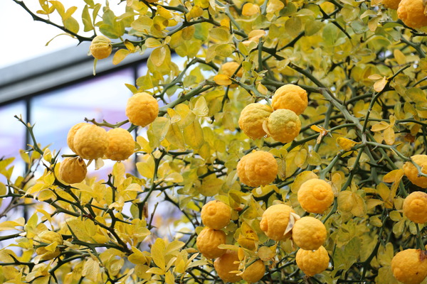 Herbstfärbung Herbstfärbung