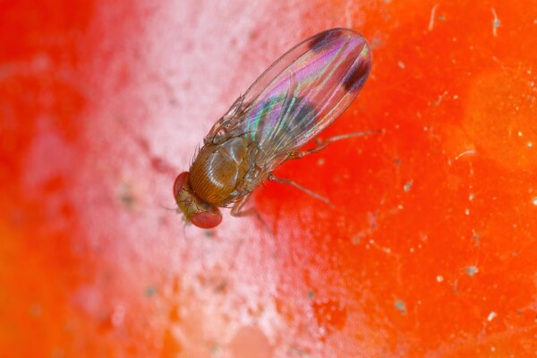 Drosophila suzukii, Kirschessigfliege auf Frucht