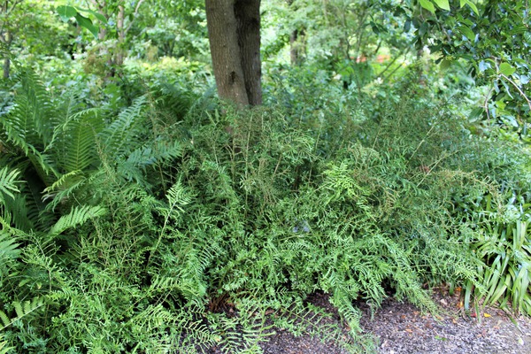 Dryopteris filix-mas 'Linear. Polydactylon'