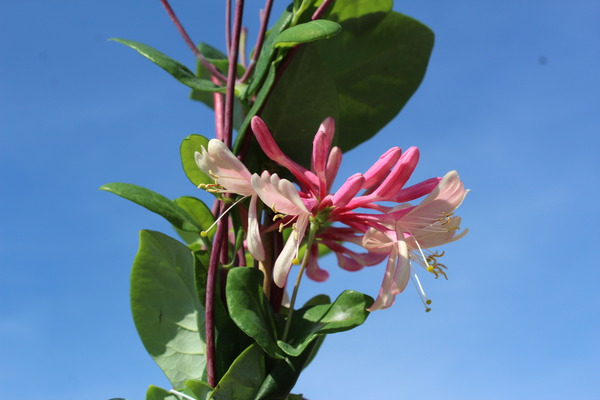 Duft-Geissblatt (Lonicera heckrottii) Duft-Geissblatt (Lonicera heckrottii)