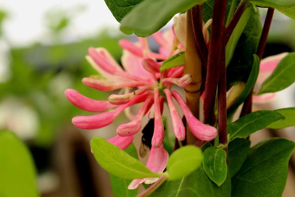 Duft-Geissblatt (Lonicera heckrottii) Duft-Geissblatt (Lonicera heckrottii)