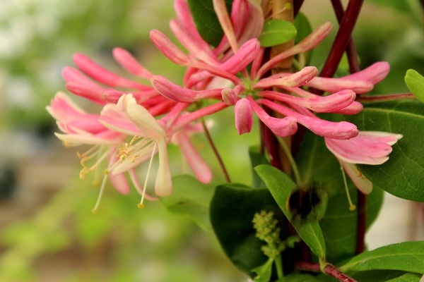 Duft-Geissblatt (Lonicera heckrottii) Duft-Geissblatt (Lonicera heckrottii)
