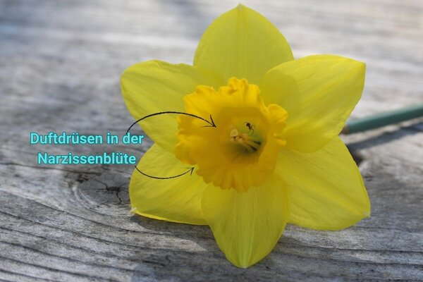 Gartenbuch Beitrag Duft Narzissen, Narzisse 'Carlton'