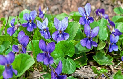 Duftveilchen im Frühling