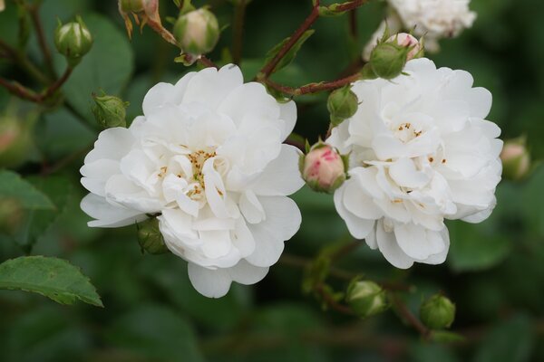 Rose, Beetrose, Roseasy, Duvet Blanc, Duvet_Blanc_DSC05901.jpg