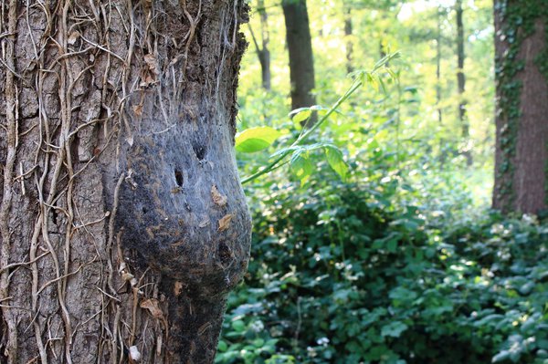 Eichenprozessionsspinner Nest am Baum