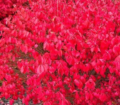 Korkenflgel-Spindelstrauch 'Little Moses' (Euonymus alatus)