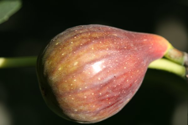 Feigenbaum schneiden Fruchtfeige Gustis Early Black